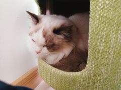 -猫在这儿猫咪咖啡馆·撸猫馆