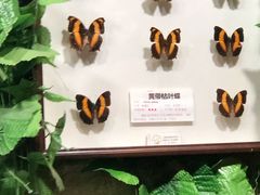 -上海大自然野生昆虫馆(东方明珠·爬宠昆虫探索中心)