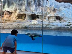 -帝企鹅自助餐厅•儿童岛•真企鹅(长隆企鹅酒店)