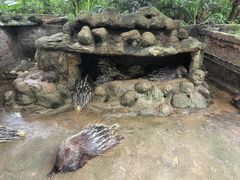 -海南热带野生动植物园