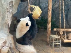 -深圳野生动物园