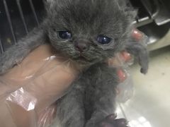 -瑞鹏宠物医院·骨科·猫科·内科(第一中心)