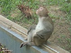 -深圳野生动物园