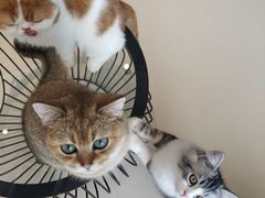 -飞行喵MR PILOT|猫舍·猫咖(静安大融城店)