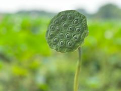 -洪湖生态旅游区