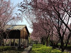 -桐乡植物园