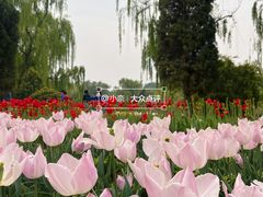 -石家庄市植物园