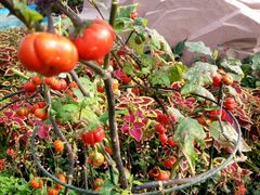 -兰陵国家农业公园