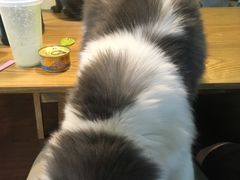 -李小姐の猫咖啡馆(五角场店)