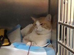 -艾贝尔宠物医院·24H转诊中心·肿瘤猫专科(江宁双龙店)
