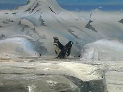 -上海海洋水族馆