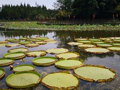 -东平国家森林公园