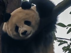 -都江堰中华大熊猫苑