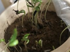 -桂发祥·直营(万德庄大街店)