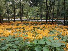 -杭州植物园