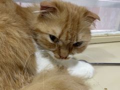 -猫小院猫主题餐厅(南锣旗舰店)