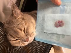 -伟伟宠物医院·CT影像中心·瑞派犬猫综合性门诊(汉口总院)