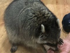 -藦茜花园宠物主题亲子互动体验馆(国顺东路店)