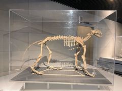 -北京周口店北京人遗址博物馆