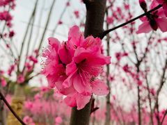 -上海市龙华烈士陵园