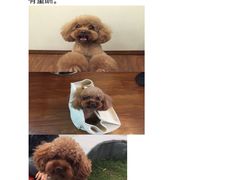 -义乌市派和宠物医院(贝村诊所)