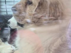 -哈尔滨道外花鸟鱼市场