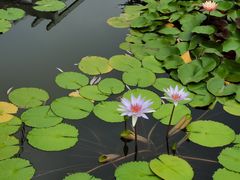 -国家植物园南园