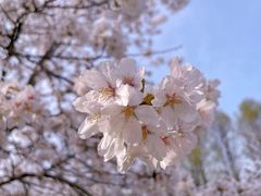 -顾村公园