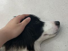 -安格丽娜·狗咖·猫咖羊驼咖(春熙路百盛商场店)