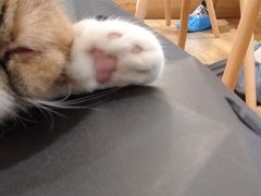 -滚猫咖啡·猫咖·猫友好撸猫(未来城店)