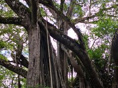 -瑞丽独树成林风景区