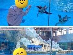 -帝企鹅自助餐厅•儿童岛•真企鹅(长隆企鹅酒店)