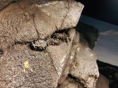 -可伦宾野生动物保护区