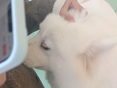 -怪兽屋·羊驼·猫咖·狗咖(俊华广场店)