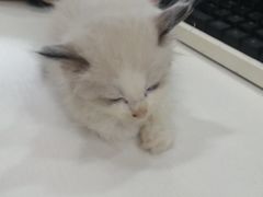 -伟伟宠物医院·CT影像中心·瑞派犬猫综合性门诊(汉口总院)