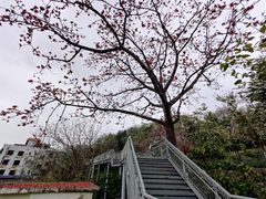 -佛山华盖山公园