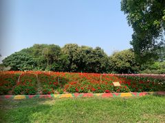 -松山湖梦幻百花洲