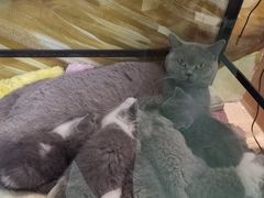 -藦茜花园宠物主题亲子互动体验馆(国顺东路店)