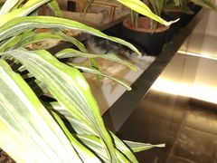 -素慧餐厅(大虹桥店)