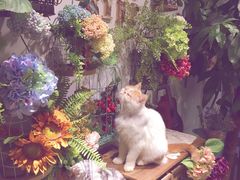 -共舞时光猫咖·狗咖(新街口店)