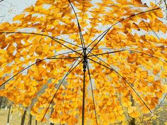 -重庆中央公园(渝北区)