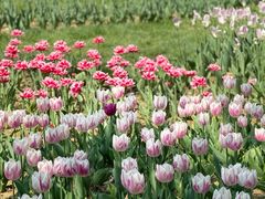 -北京国际鲜花港