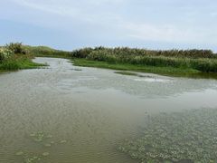 -泗洪洪泽湖湿地景区