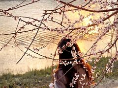 -桃花堤公园