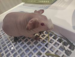 -Moni星球萌宠·小马宝莉·灵蛇·高端高阶全萌宠互动体验俱乐部(红豆国际广场店)