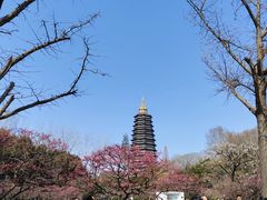 -红梅公园