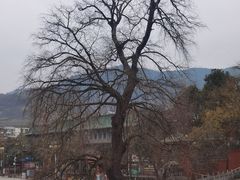 -报恩寺(平武县)