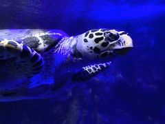 -太平洋海底世界