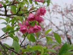 樱花-天适樱花悠乐园