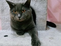 -喵百万·布偶·蓝金金渐层英短·猫舍(百子湾店)